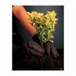 MCR Safety 7100 General Purpose Gloves, Work, Clute Pattern/Standard Finger/Straight Thumb Style, L, 8 oz Jersey, Natural White, Knit Wrist Cuff, Uncoated Coating, Unlined Lining