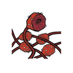 Scotch-Brite™ 7000046266 Clean and Finish Roll, 30 ft L Roll x 4 in W Roll, Medium Grade, Silicon Carbide Abrasive